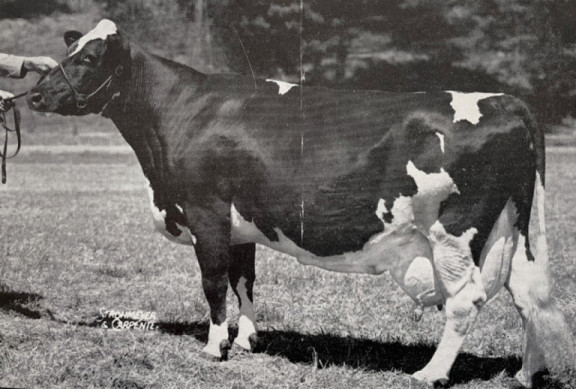 audrey-posch-this-is-the-multi-talented-brood-cow-who-started-the-worlds-longest-chain-of-ex-generations.jpg