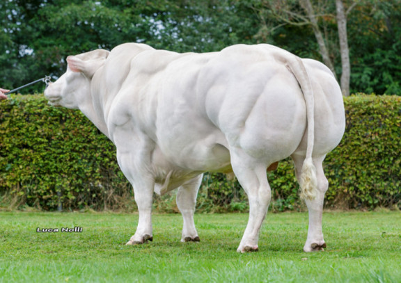 beef-on-dairy-dans-hi-a-la-rencontre-des-plus-grands-fournisseurs-de-taureaux-bouchers-de-qualite_fr.jpg