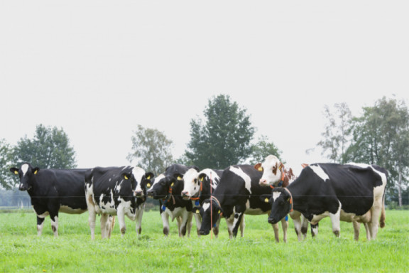 beef-on-dairy-de-cruciale-keuzes-van-spermakwaliteit-tot-productgarantie_nl.jpg