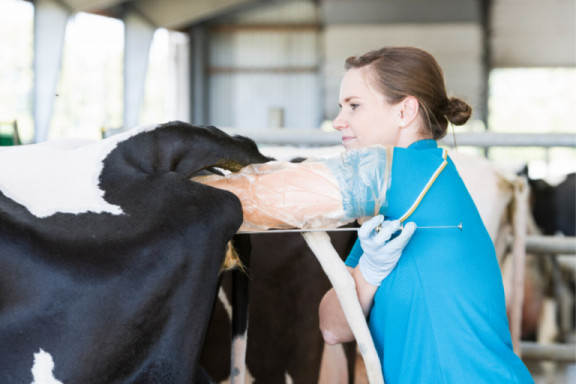 beef-on-dairy-fors-toenemend-gebruik-van-vleesstieren-op-melkkoeien_nl.jpg