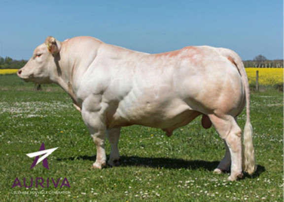beef-on-dairy-programmas-evolution-genetics-hokkaido_nl.jpg