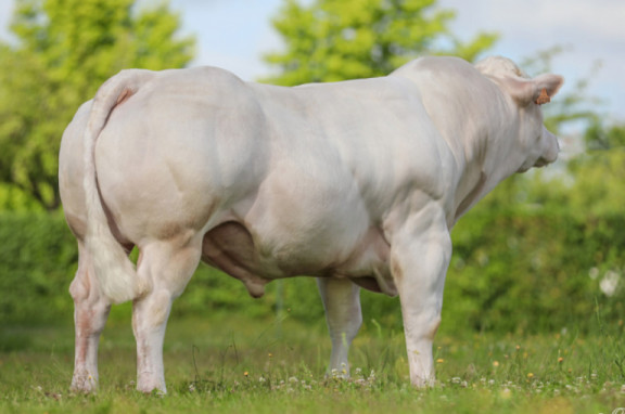 beef-on-dairy-programmas-genes-diffusion-alta-genetics_nl.jpg