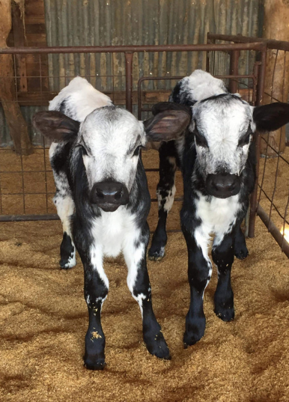 beef-on-dairy-programmas-genetics-australia-crv_nl.jpg