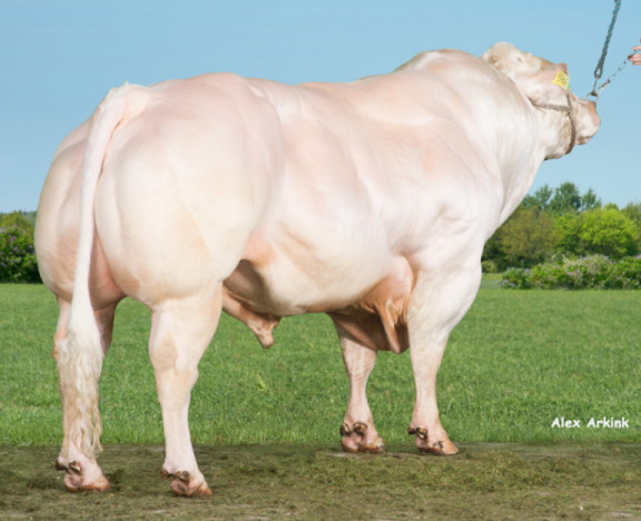 beef-on-dairy-programmas-van-vikinggenetics-cogent_nl.jpg