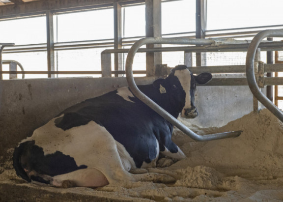 cow-comfort-what-are-the-main-options-for-bedding-material.jpg