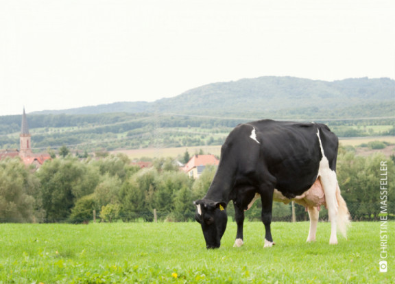 cow-country-augustus-2017_nl.jpg