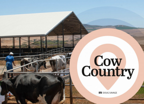 cow-country-ii-augustus-2021_nl.jpg