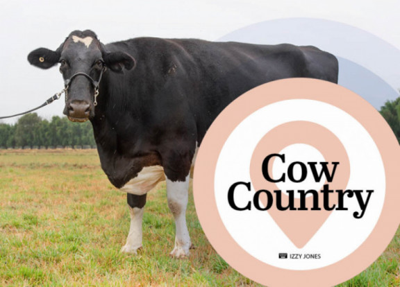 cow-country-maggio-2020_it.jpg