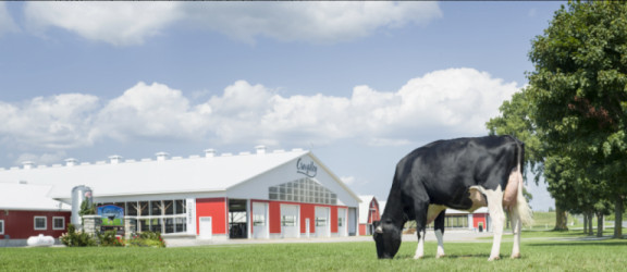 crovalley-a-showcase-for-canadian-holsteins.jpg