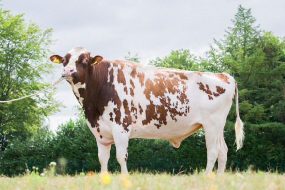 daughter-proven-red-holstein-bulls-using-the-sparse-elite-to-the-maximum.jpg