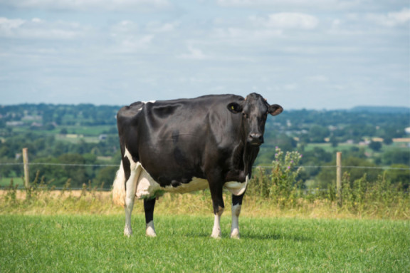 dry-cow-management-crucial-weeks-for-a-long-lasting-dairy-herd.jpg