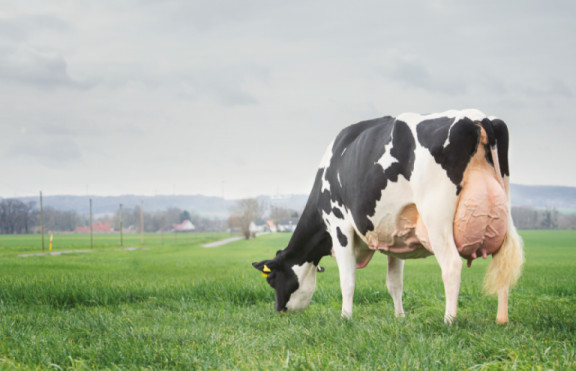 eindelijk-kunnen-we-direct-fokken-op-gezonde-en-economische-koeien-zoals-deze-mowgli_nl.jpg