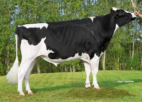 frist-pjp-the-great-type-bull-of-france.jpg