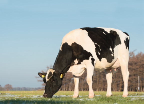 german-r-family-also-provides-popular-double-w-sires-in-the-netherlands.jpg