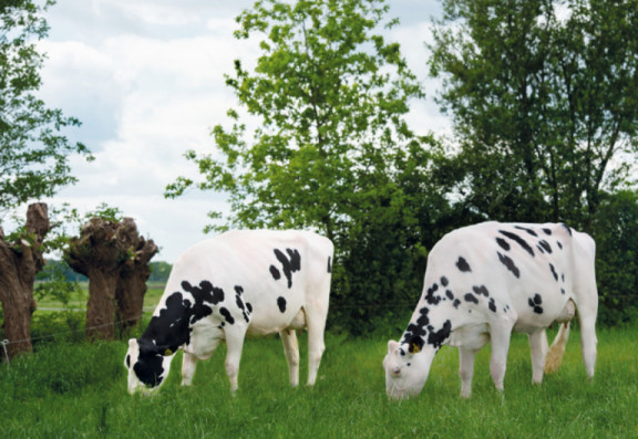 giessen-holsteins-breeding-for-width-provides-outstanding-cows-and-high-production.jpg
