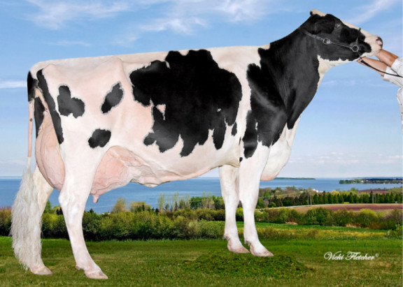 goldwyn-deb-11-ex-full-sisters-all-with-different-owners.jpg