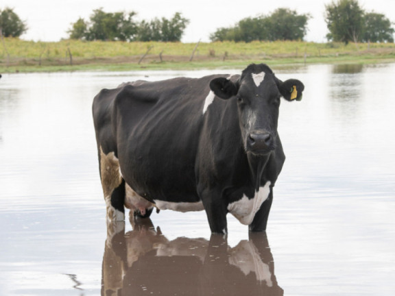 heat-stress-a-major-issue-for-the-modern-dairy-cow.jpg