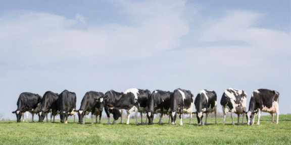 heel-dicht-bij-het-fokdoel-11-koeien-117-miljoen-kg-levensproductie-en-89-punten-voor-exterieur_nl.jpg