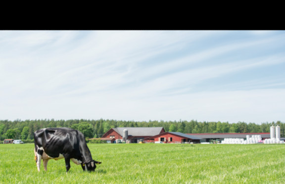 high-ambitions-and-solid-genetics-lead-eh-holsteins-quickly-to-the-swedish-top.jpg