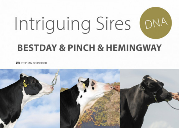 intriguing-sires-bestday-pinch-hemingway_de.jpg