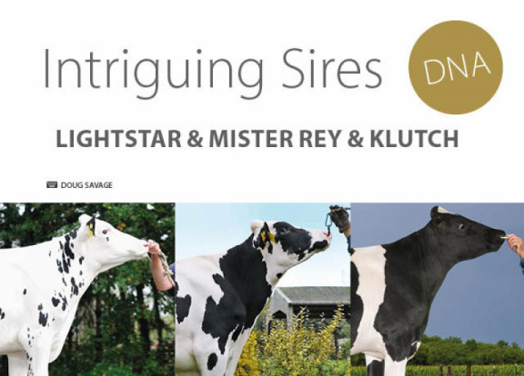 intriguing-sires-dna-lightstar-mister-rey-klutch_fr.jpg