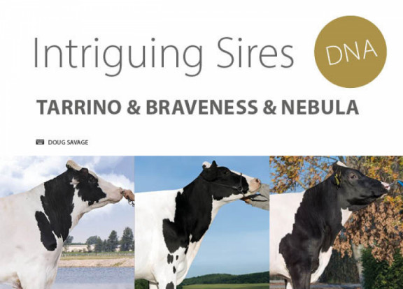 intriguing-sires-dna-tarrino-braveness-nebula_fr.jpg