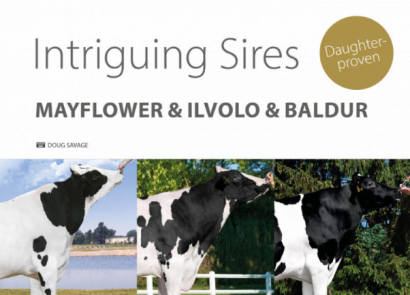 intriguing-sires-mayflower-ilvolo-baldur.jpg