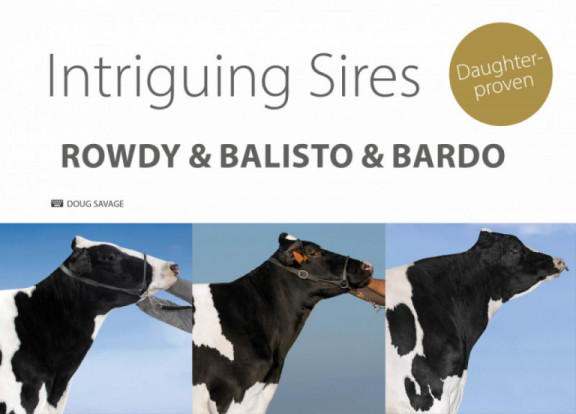 intriguing-sires-rowdy-balisto-bardo_fr.jpg