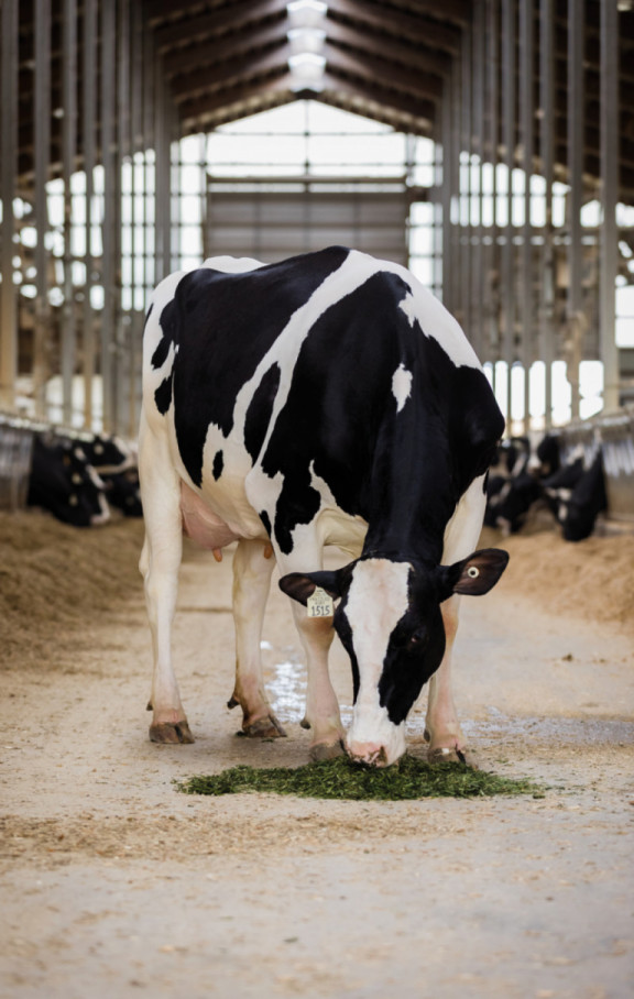 koester-dairy-in-de-vs-productie-van-wereldklasse_nl.jpg