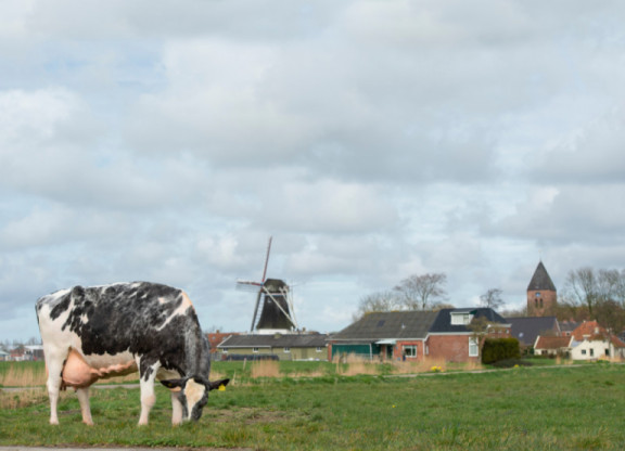 mooijman-holsteins-in-den-niederlanden-10-der-melkenden-kuhe-kommen-auf-uber-100000-kg_de.jpg