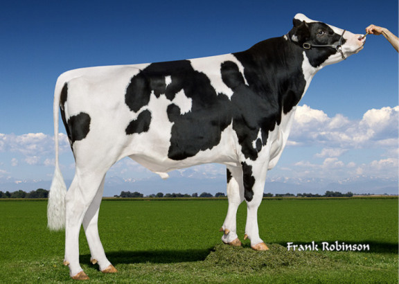 mr-mogul-delta-consistent-source-of-modern-holstein-cows.jpg