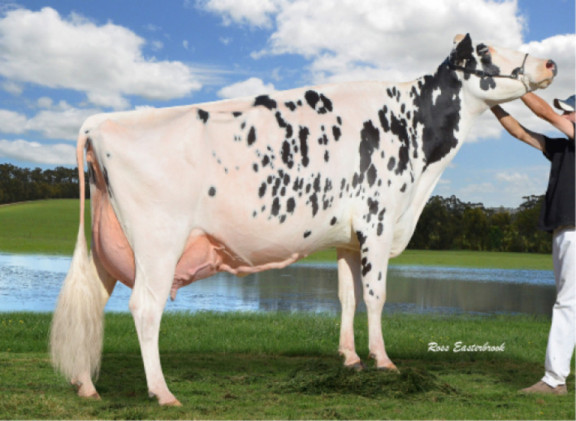 page-house-shottle-noni-australian-cow-of-the-year.jpg