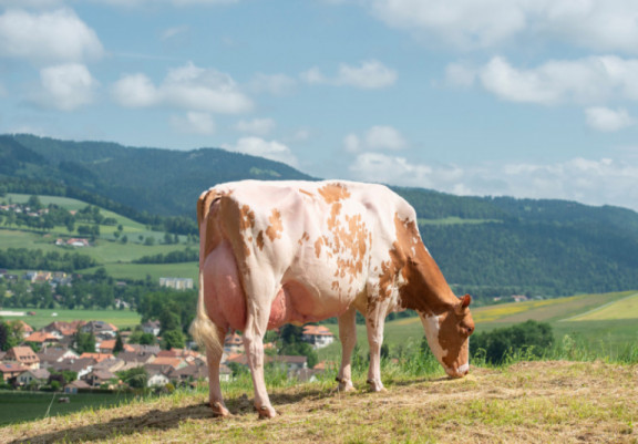 plus-gros-producteur-de-lait-de-suisse-notre-philosophie-est-que-la-plus-belle-vache-atteigne-egalement-la-plus-haute-production_fr.jpg