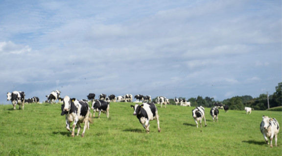 profitplus-in-germany-the-program-for-healthy-cows.jpg