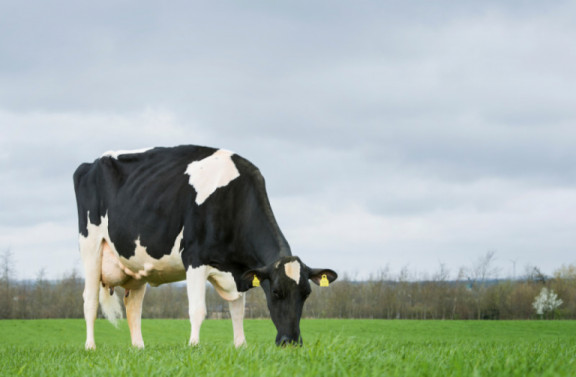 raunhoj-dairy-cheminement-agrobiologique-vers-le-sommet-de-la-conformation-danoise_fr.jpg