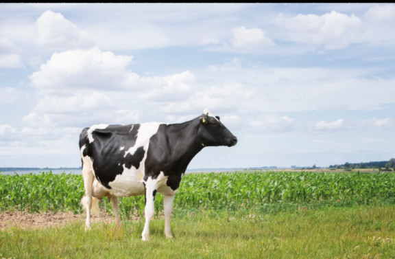 rinderzucht-augustin-modern-dairy-farm-where-top-cows-are-not-bred-until-200-250-days-in-milk.jpg