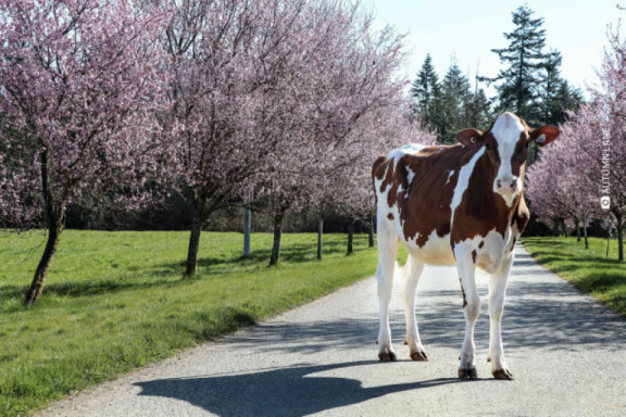 silvermaple-vogliamo-selezionare-vacche-moderne-e-di-qualita-che-gli-allevatori-desiderino-comprare_it.jpg