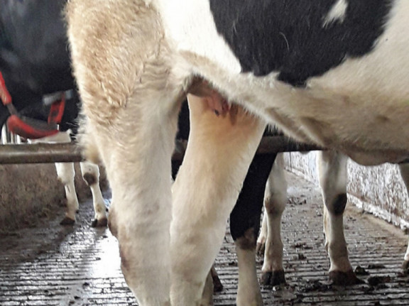 spastic-paresis-costly-defect-in-dairy-cows.jpg