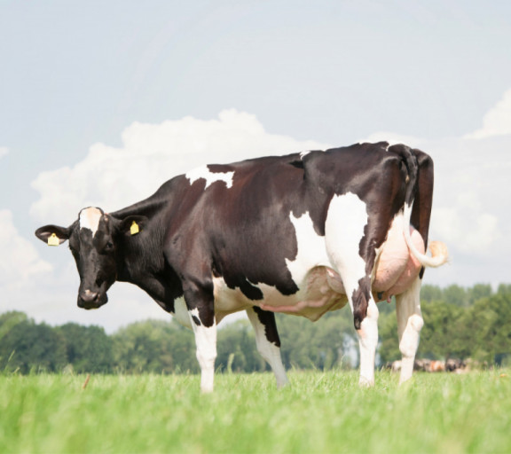 speenlengte-een-probleem-voor-alle-melkveehouders_nl.jpg