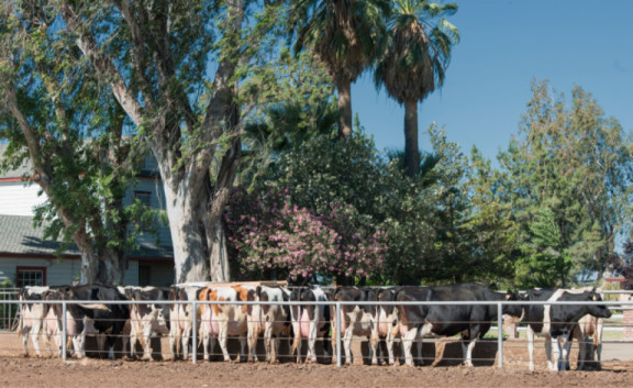supermarket-di-genetica-in-california-ruann-maddox-dairy-1400-vacche-eccellenti-allevate_it.jpg