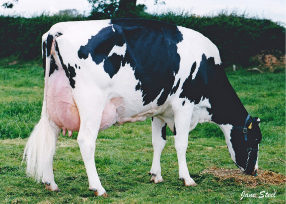 the-british-rickis-unique-with-eight-daughters-scored-ex-93-and-higher.jpg
