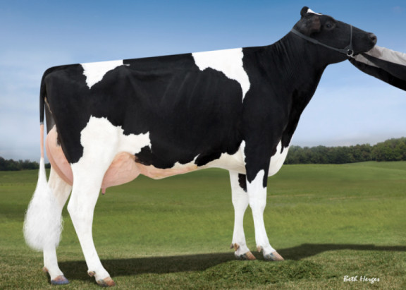 the-wilra-cow-family-saved-by-genomics.jpg