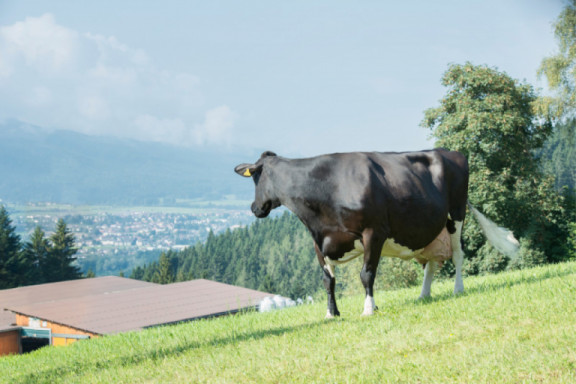 una-vacca-speciale-in-un-allevamento-speciale_it.jpg