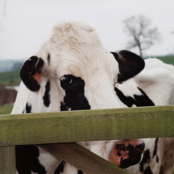 welke-koeien-zijn-de-top-star-brood-cows-in-de-uk_nl.jpg