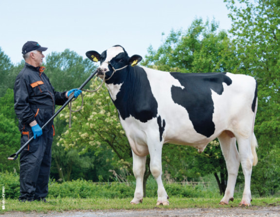 worldwide-sire-breeding-values-for-polled-and-red-holstein.jpg