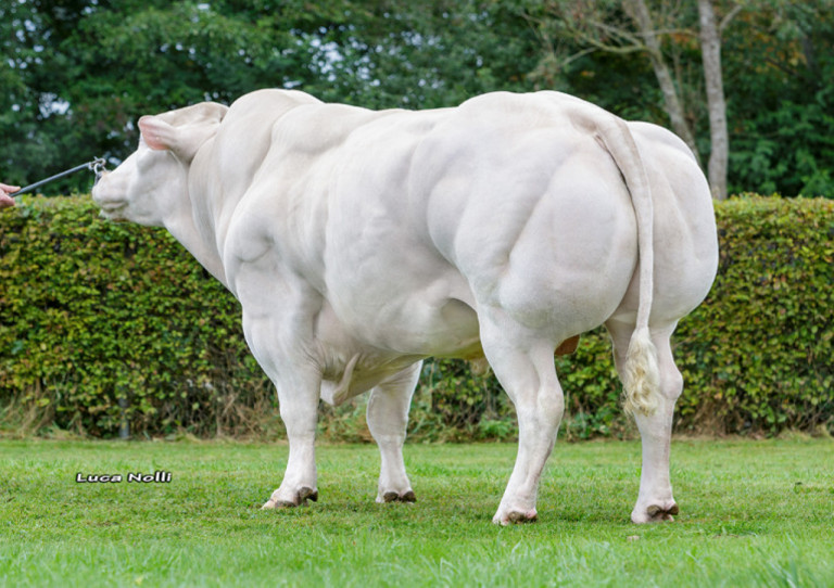 beef-on-dairy-in-hi-meet-the-leading-suppliers-of-quality-beef-bulls.jpg