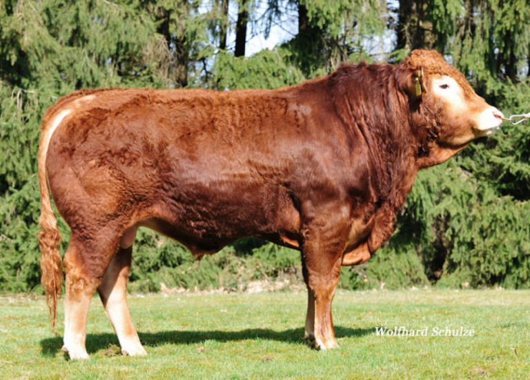 beef-on-dairy-programmas-masterrind-ascol_nl.jpg