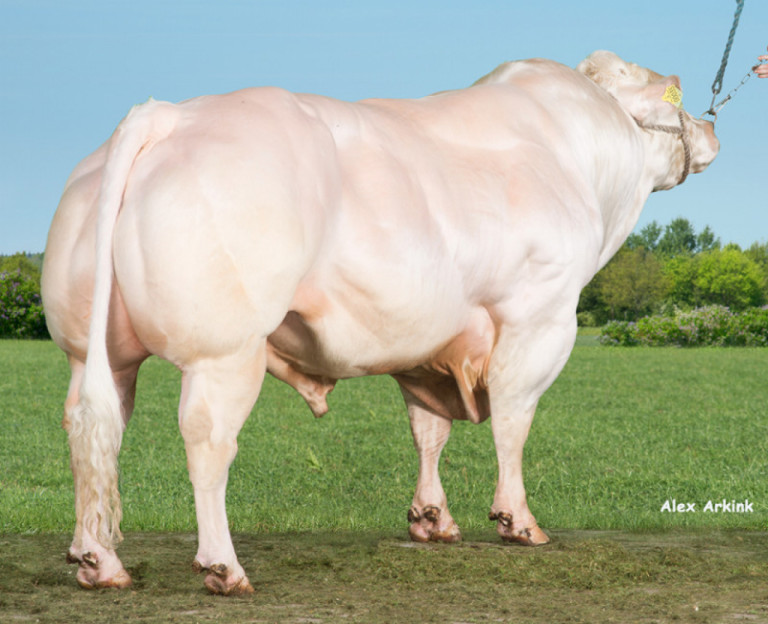 beef-on-dairy-programs-at-vikinggenetics-cogent.jpg