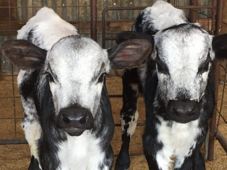 beef-on-dairy-programs-genetics-australia-crv.jpg