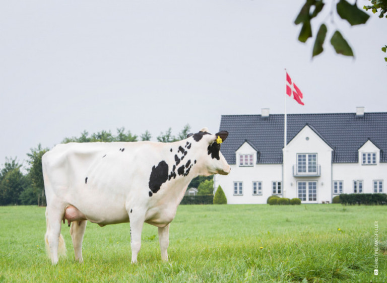 dansk-holstein-continually-in-discussion-with-farmers-about-their-wishes.jpg